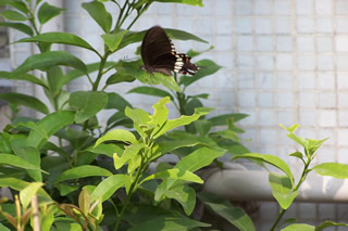 Butterfly Garden