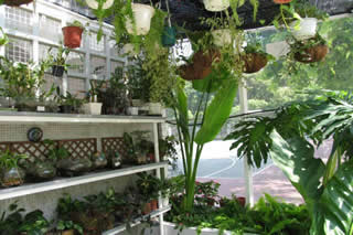 Green House