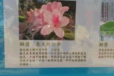 屯門盆蘭花展覽2016 園圃攝影比賽活動相片