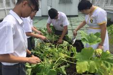 有機耕種收割及烹調農作物活動相片