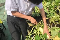 有機耕種收割及烹調農作物活動相片